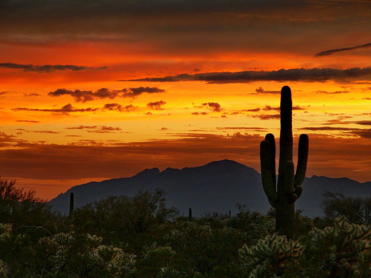 Sonoran Desert at Sunset